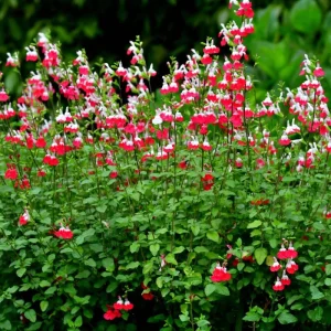 Hot Lips Salvia Live Plant – Red White Perennial Flower – 4 Inch Pot – Outdoor - Image 7