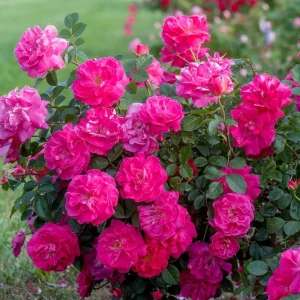 Hot Pink Climbing Rose Live Plant - Fragrant Perennial Flower Shrub, 4-8 Inch Tall - Image 3