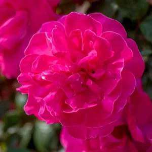 Hot Pink Climbing Rose Live Plant - Fragrant Perennial Flower Shrub, 4-8 Inch Tall - Image 4