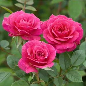 Hot Pink Climbing Rose Live Plant - Fragrant Perennial Flower Shrub, 4-8 Inch Tall - Image 5