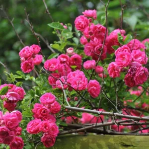 Hot Pink Climbing Rose Live Plant - Fragrant Perennial Flower Shrub, 4-8 Inch Tall - Image 6