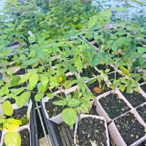 Hot Pink Climbing Rose Live Plant - Fragrant Perennial Flower Shrub, 4-8 Inch Tall - Image 7