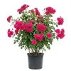 Hot Pink Climbing Rose Live Plant - Fragrant Perennial Flower Shrub, 4-8 Inch Tall - Image 1