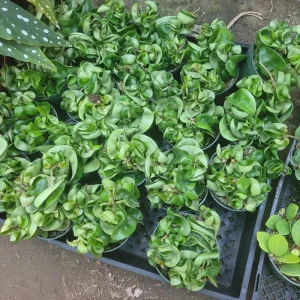 Hoya Carnosa Compacta Green Live Plant – Hindu Rope Plant – 3in or 4in Pot – Indoor - Image 3