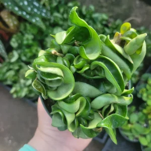 Hoya Carnosa Compacta Green Live Plant – Hindu Rope Plant – 3in or 4in Pot – Indoor - Image 5