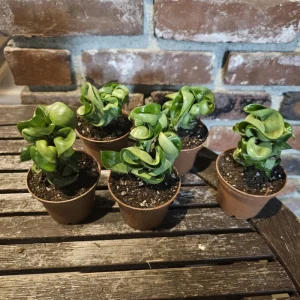 Hoya Carnosa Compacta Green Live Plant – Hindu Rope Plant – 3in or 4in Pot – Indoor - Image 6