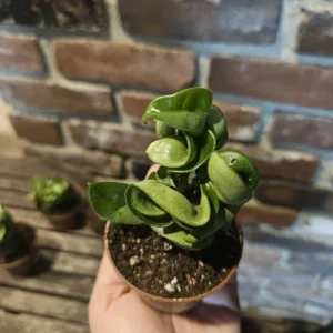 Hoya Carnosa Compacta Green Live Plant – Hindu Rope Plant – 3in or 4in Pot – Indoor - Image 7