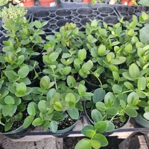 Hoya Cunninghamia Live Plant – Rare Hoya – 2in or 4in Pot – Indoor Houseplant - Image 2