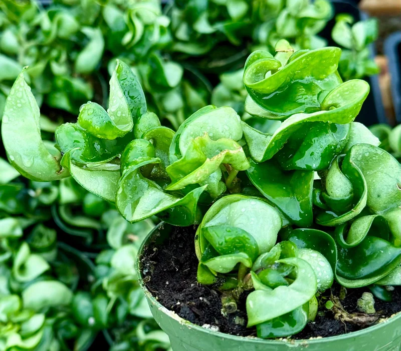 Hoya Hindu Rope Live Plant – Hoya Carnosa Compacta – 4 Inch Pot – Indoor - Image 2