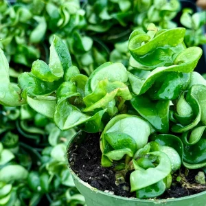 Hoya Hindu Rope Live Plant – Hoya Carnosa Compacta 4 Inch Pot – Indoor - Image 2