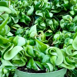 Hoya Hindu Rope Live Plant – Hoya Carnosa Compacta 4 Inch Pot – Indoor - Image 3