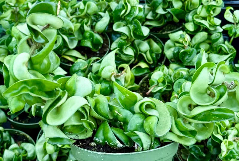 Hoya Hindu Rope Live Plant – Hoya Carnosa Compacta 4 Inch Pot – Indoor - Image 3