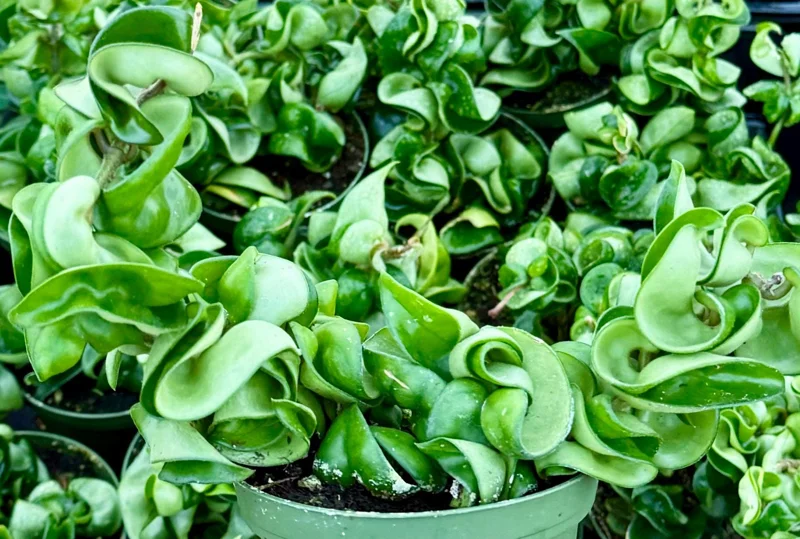 Hoya Hindu Rope Live Plant – Hoya Carnosa Compacta – 4 Inch Pot – Indoor - Image 3