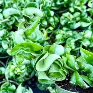 Hoya Hindu Rope Live Plant – Hoya Carnosa Compacta 4 Inch Pot – Indoor - Image 4
