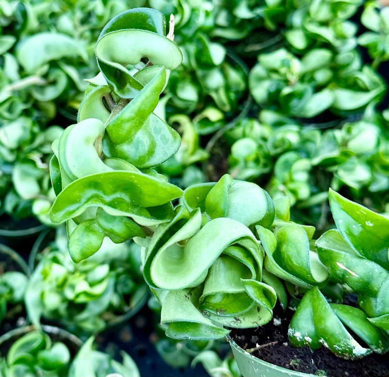 Hoya Hindu Rope Live Plant – Hoya Carnosa Compacta 4 Inch Pot – Indoor - Image 4