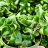 Hoya Hindu Rope Live Plant – Hoya Carnosa Compacta 4 Inch Pot – Indoor - Image 1