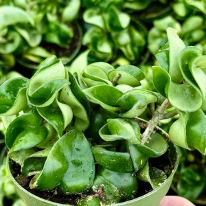 Hoya Hindu Rope Live Plant – Hoya Carnosa Compacta 4 Inch Pot – Indoor - Image 1