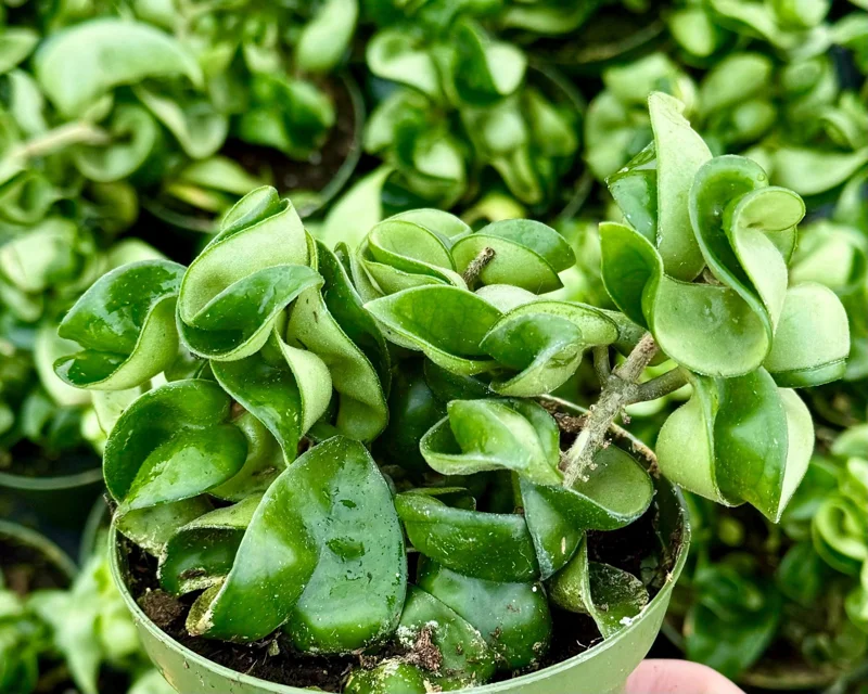 Hoya Hindu Rope Live Plant – Hoya Carnosa Compacta 4 Inch Pot – Indoor - Image 1