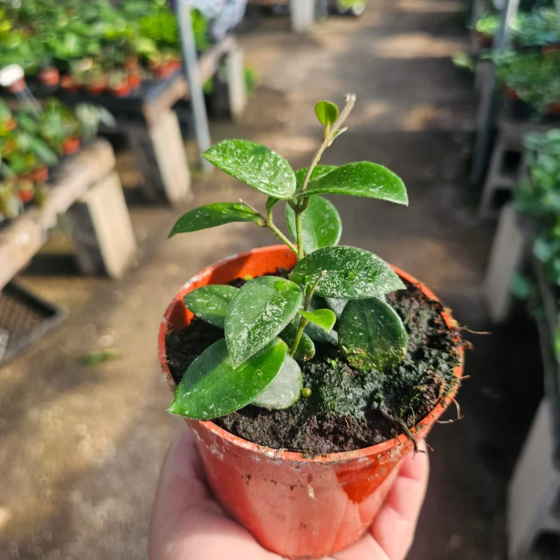 Hoya Mathilde Live Houseplant - 4 inch Nursery Pot - Indoor Trailing Plant - Image 2