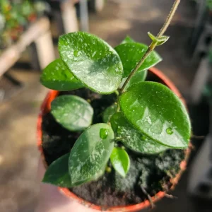 Hoya Mathilde Live Houseplant - 4 inch Nursery Pot - Indoor Trailing Plant - Image 3