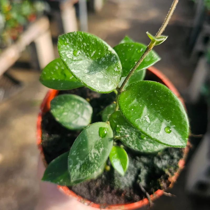 Hoya Mathilde Live Houseplant - 4 inch Nursery Pot - Indoor Trailing Plant - Image 3
