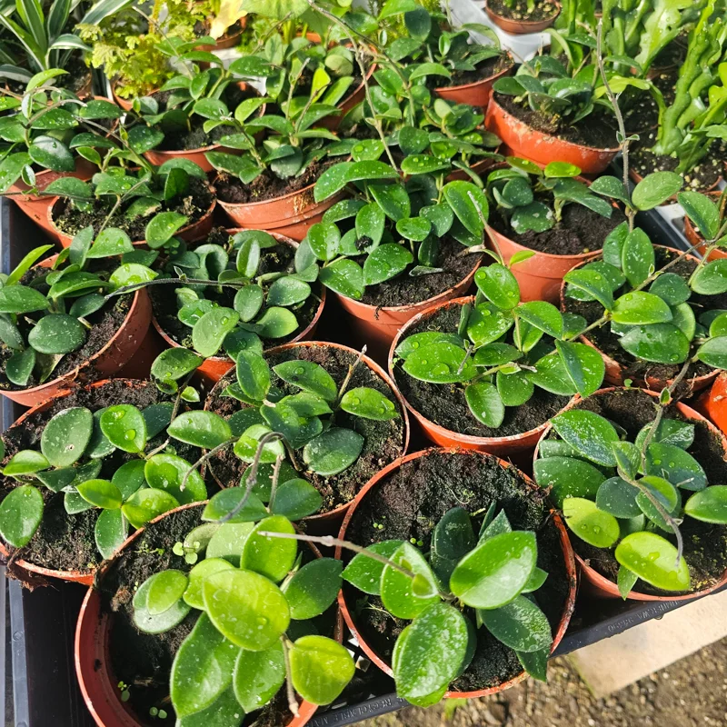 Hoya Mathilde Live Houseplant - 4 inch Nursery Pot - Indoor Trailing Plant - Image 4