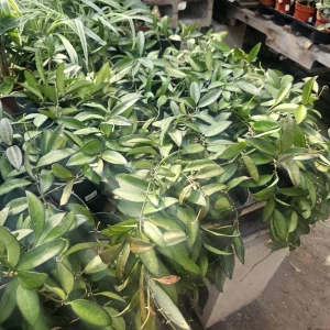 Hoya Rosita Live Plant – Hybrid Hoya – 4in Pot Rooted Cuttings – Indoor Plant - Image 2