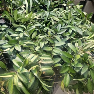 Hoya Rosita Live Plant – Hybrid Hoya – 4in Pot Rooted Cuttings – Indoor Plant - Image 3