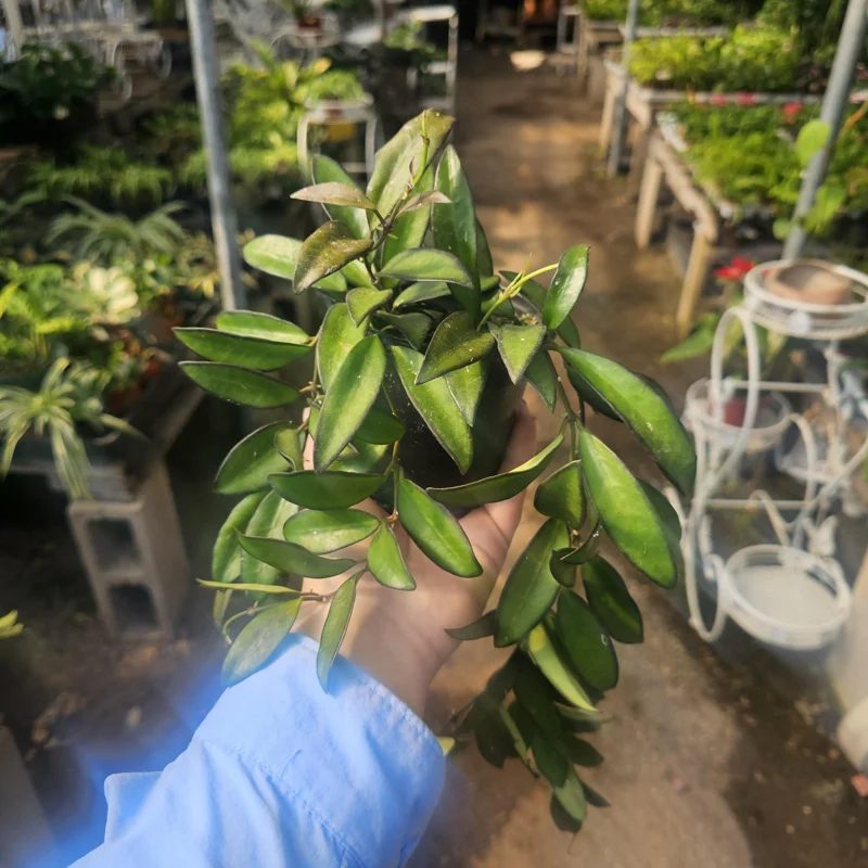 Hoya Rosita Live Plant – Hybrid Hoya – 4in Pot Rooted Cuttings – Indoor Plant - Image 1