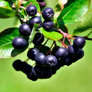 Huckleberry Live Plant – Sweet Black Huckleberry Bush – 4-7 Inch Tall – 3 Inch Pot – Outdoor Planting - Image 3