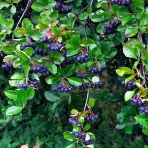 Huckleberry Live Plant – Sweet Black Huckleberry Bush – 4-7 Inch Tall – 3 Inch Pot – Outdoor Planting - Image 4