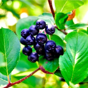 Huckleberry Live Plants - Set of 2, Sweet Black, 4-7 Inch Tall, 4 Inch Pot, Outdoor Planting - Image 2