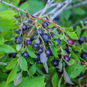 Huckleberry Live Plants - Set of 2, Sweet Black, 4-7 Inch Tall, 4 Inch Pot, Outdoor Planting - Image 3