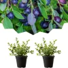 Huckleberry Live Plants - Set of 2, Sweet Black, 4-7 Inch Tall, 4 Inch Pot, Outdoor Planting - Image 1