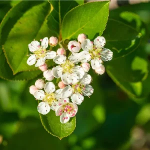 Huckleberry Live Plants - Set of 2, Sweet Black, 4-7 Inch Tall, 4 Inch Pot, Outdoor Planting - Image 8