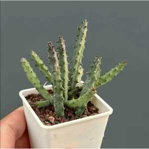 Huernia Pandurata Succulent Live Plant – 2 Inch Pot – Indoor/Outdoor Decor - Image 2