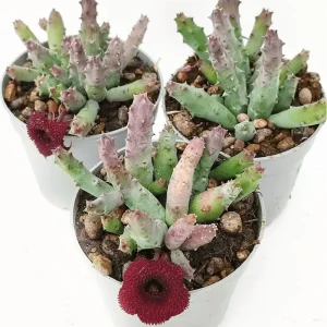 Huernia Pandurata Succulent Live Plant – 2 Inch Pot – Indoor/Outdoor Decor - Image 3