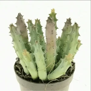 Huernia Pandurata Succulent Live Plant – 2 Inch Pot – Indoor/Outdoor Decor - Image 4