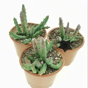Huernia Pandurata Succulent Live Plant – 2 Inch Pot – Indoor/Outdoor Decor - Image 5