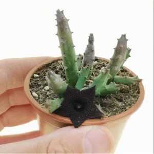 Huernia Pandurata Succulent Live Plant – 2 Inch Pot – Indoor/Outdoor Decor - Image 6