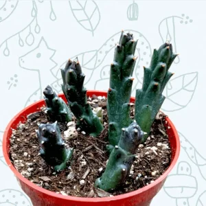 Huernia R. Br Succulent Live Plant – 2 Inch Pot – Indoor/Outdoor Decor - Image 2