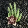 Huernia R. Br Succulent Live Plant – 2 Inch Pot – Indoor/Outdoor Decor - Image 1