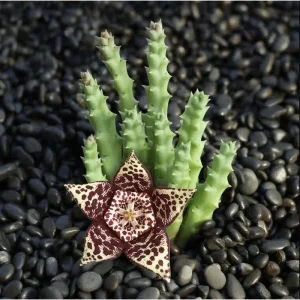 Huernia R. Br Succulent Live Plant – 2 Inch Pot – Indoor/Outdoor Decor - Image 1