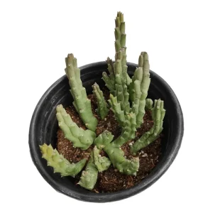 Huernia R. Br Succulent Live Plant – 2 Inch Pot – Indoor/Outdoor Decor - Image 3