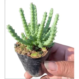 Huernia R. Br Succulent Live Plant – 2 Inch Pot – Indoor/Outdoor Decor - Image 4