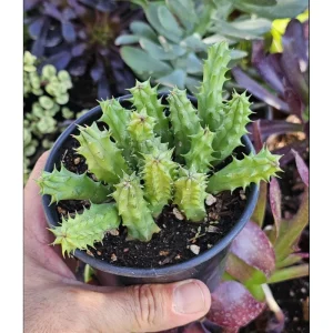 Huernia R. Br Succulent Live Plant – 2 Inch Pot – Indoor/Outdoor Decor - Image 5