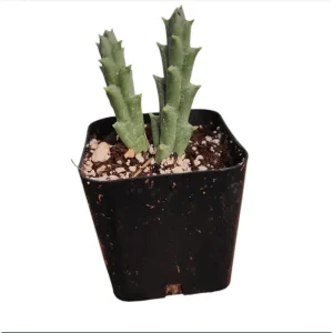 Huernia R. Br Succulent Live Plant – 2 Inch Pot – Indoor/Outdoor Decor - Image 6