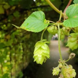 Humulus Lupulus Hops Rhizomes for Planting - 10 Count Perennial Vines - Image 2