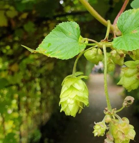 Humulus Lupulus Hops Rhizomes for Planting - 10 Count Perennial Vines - Image 2