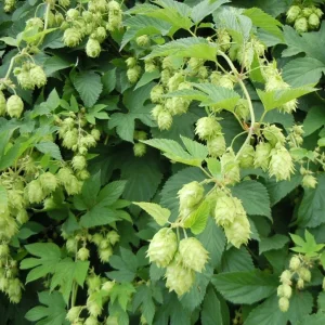 Humulus Lupulus Hops Rhizomes for Planting - 10 Count Perennial Vines - Image 3